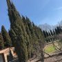 Cyprès avant la taille